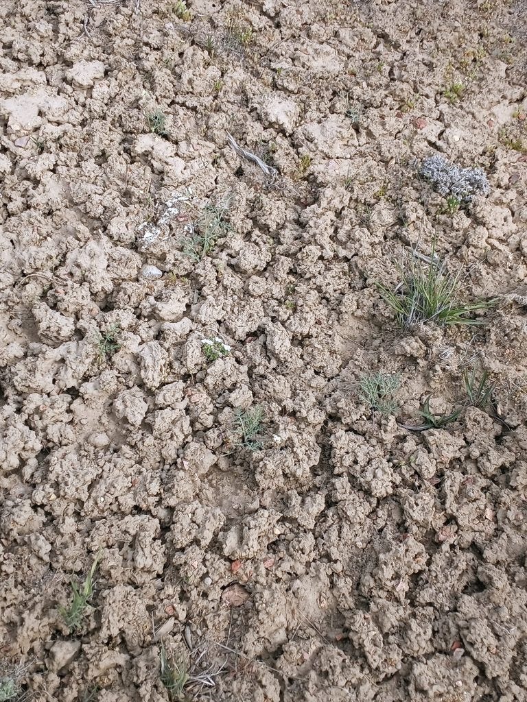 Photo 15: Young Lomatium macrocarpum plants found on intact soil crusts boarded by faint rock flows.