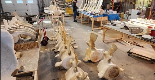 Photos: Blue whale skeleton now on display in Newport