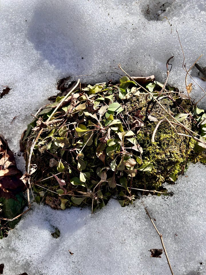 Two pictures of green plants on top of mossy rocks, with snow surrounding them.