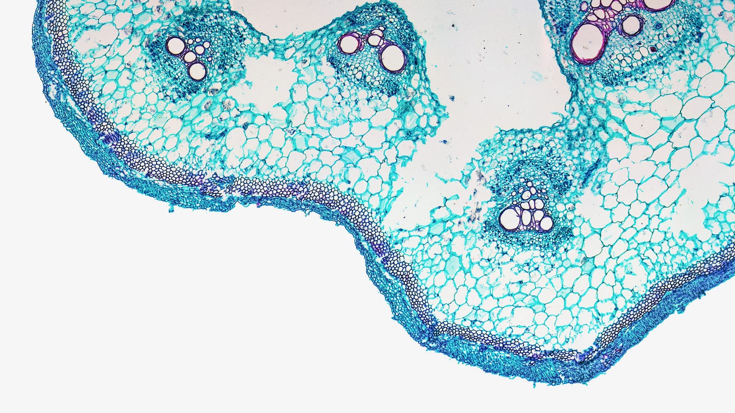 Why Nicotinamide Riboside Needs Methyl Donors | Thorne