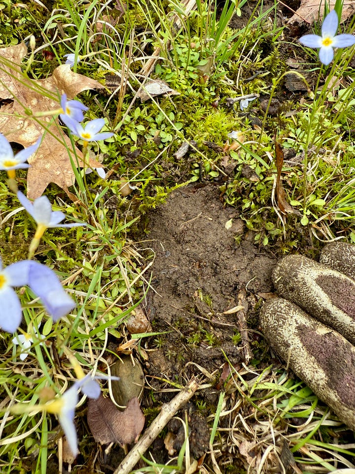 Photo 1: chose a clump at the bottom of the slope; 2: weed out the grass, etc; 3: dig 3 inches down to get the moss too; 4:replace the soil and compact the area.