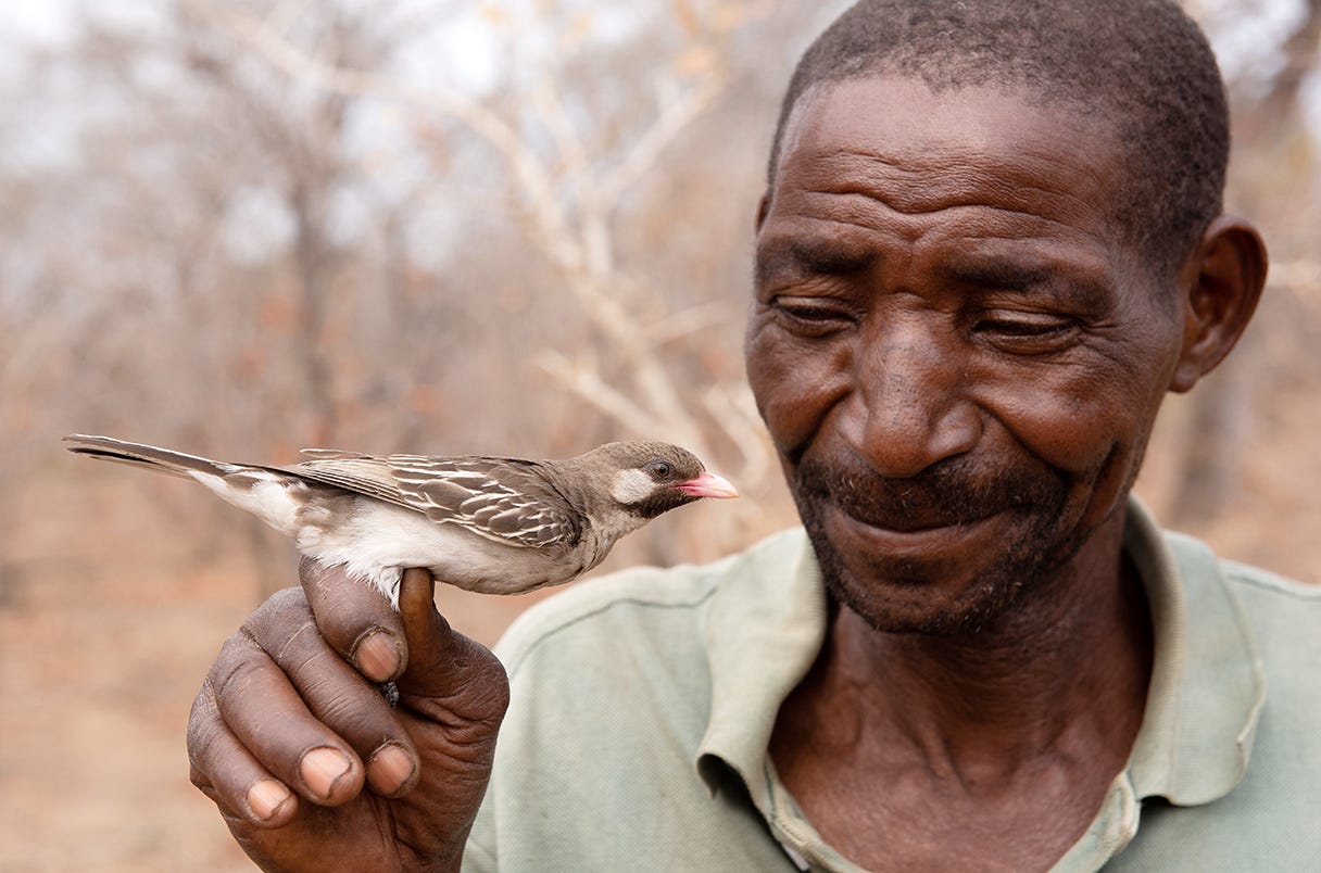 Birds that lead people to honey recognize local calls from their human ...