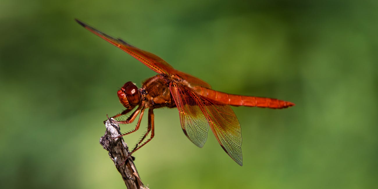 Playing NatGeo Photographer In My Own Backyard