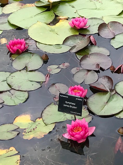 The waterlily pond at Oxford Botanic Garden