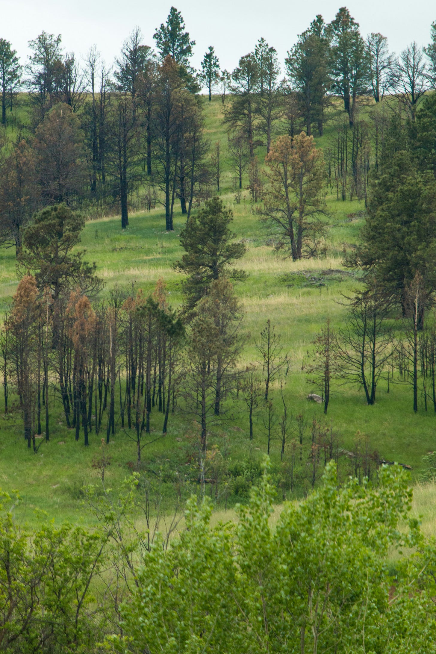 A serene landscape of rolling green hills dotted with scattered trees and patches of forest in spring or early summer.