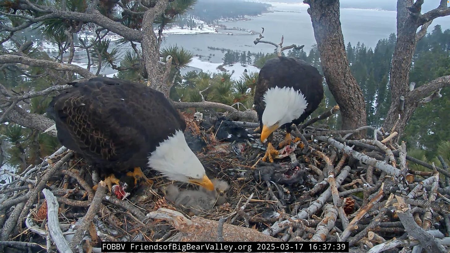 Jackie and Shadow feeding two chicks on their nest