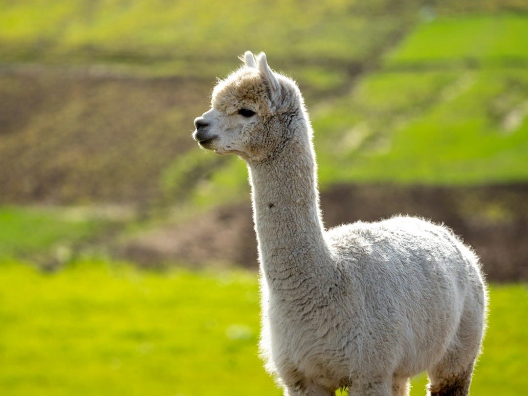 Alzheimer, schizophrénie : et si la solution venait des lamas ?