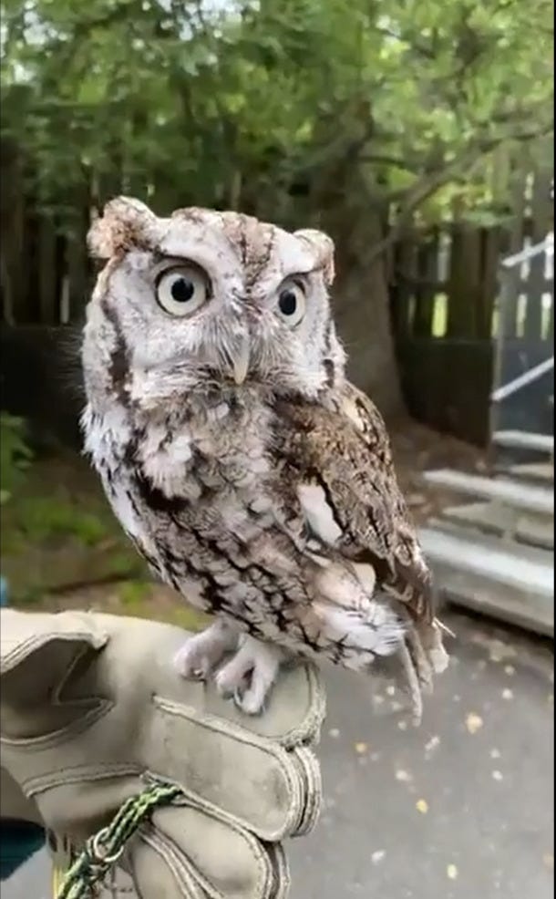 A screech owl perches on a glove