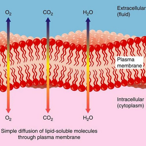 alveoli, capillary bed, cell membrane