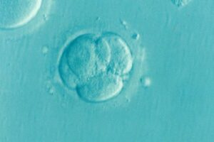 IVF early embryo