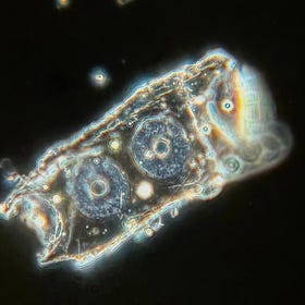 Ring circuits program your biology and how your DNA is rewritten