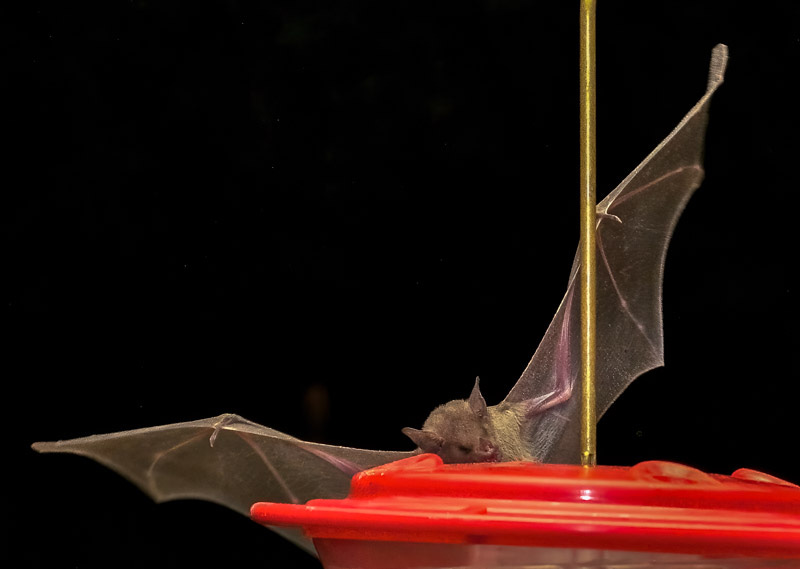 20240908-OldBats-Edit.jpg