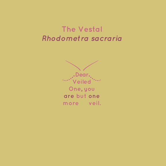 Poem in moth shape: The Vestal, Rhodometra sacraria, Dear Veiled One, you are but one more veil.