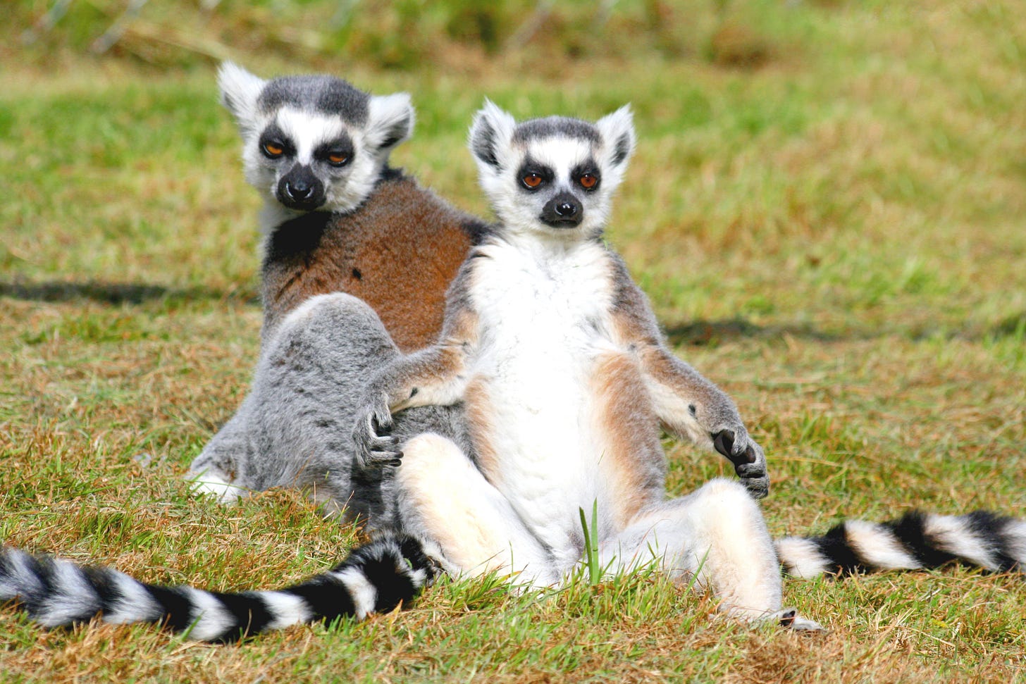 File:Ringtailed lemurs.jpg - Wikimedia Commons