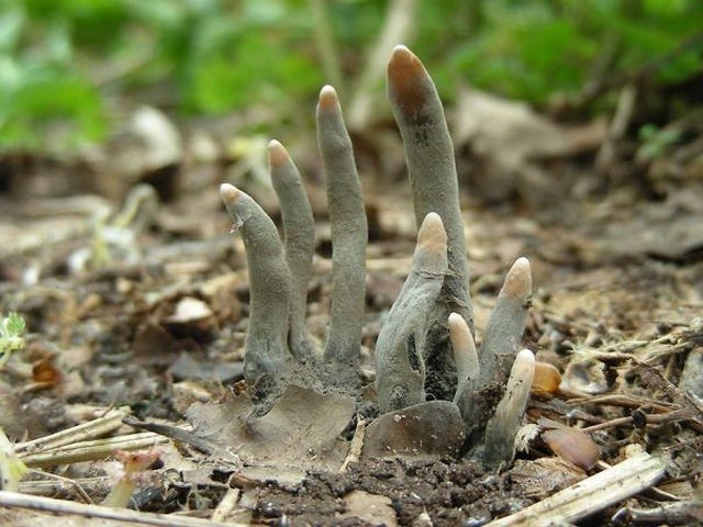 Nature Can Be Scary (34 pics) Nature Can Be Scary (34 pics)
