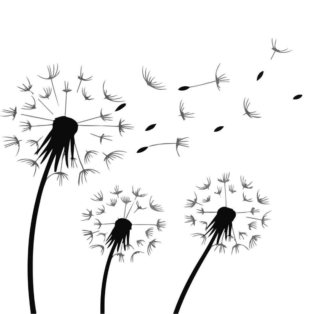 A dandelion flower with seeds flying from it A dandelion flower with seeds flying from it