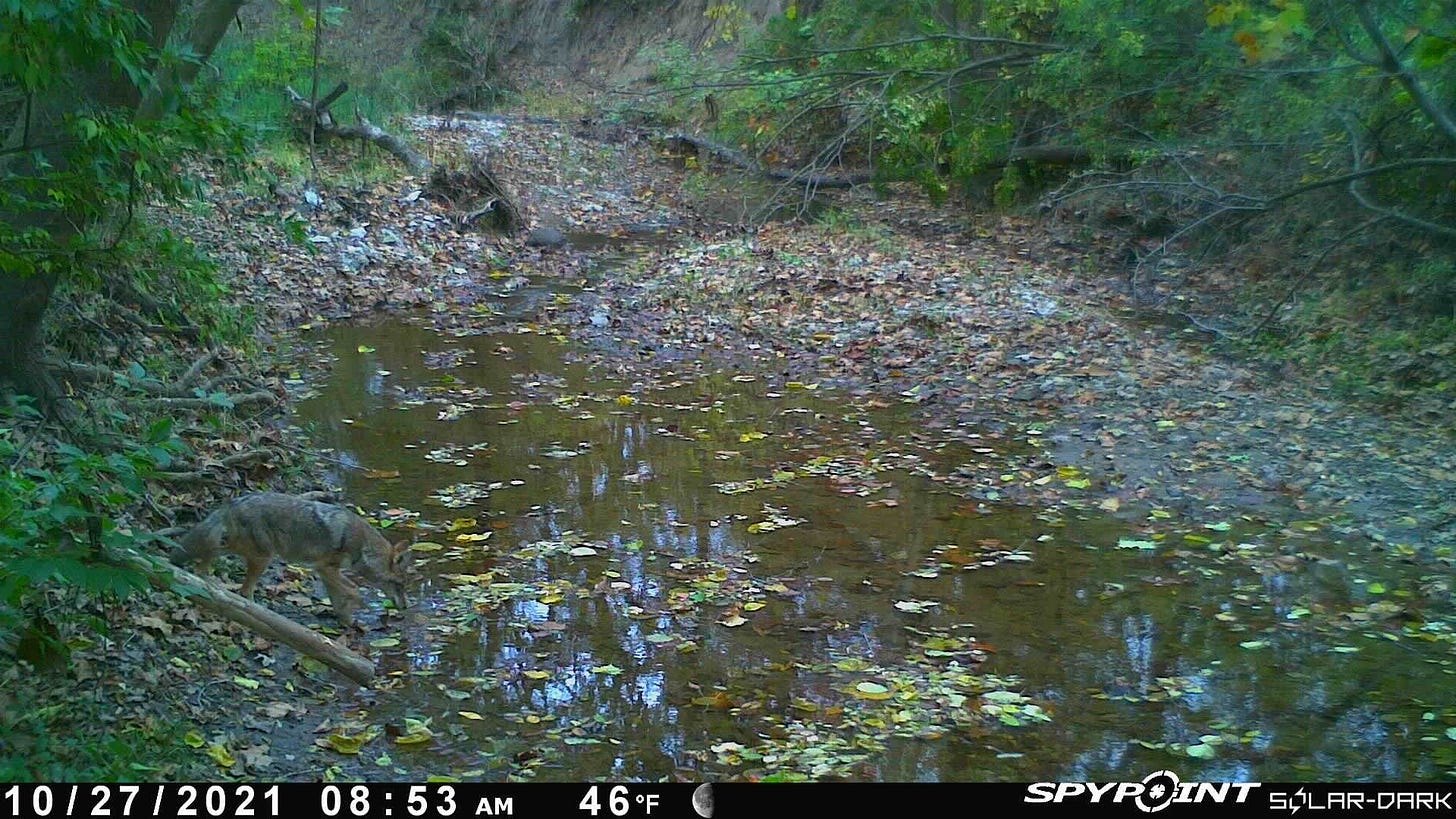 Coyote drinking from a creek