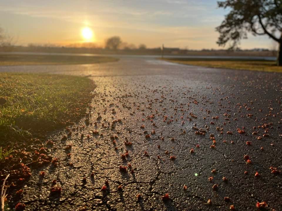 May be an image of road and grass