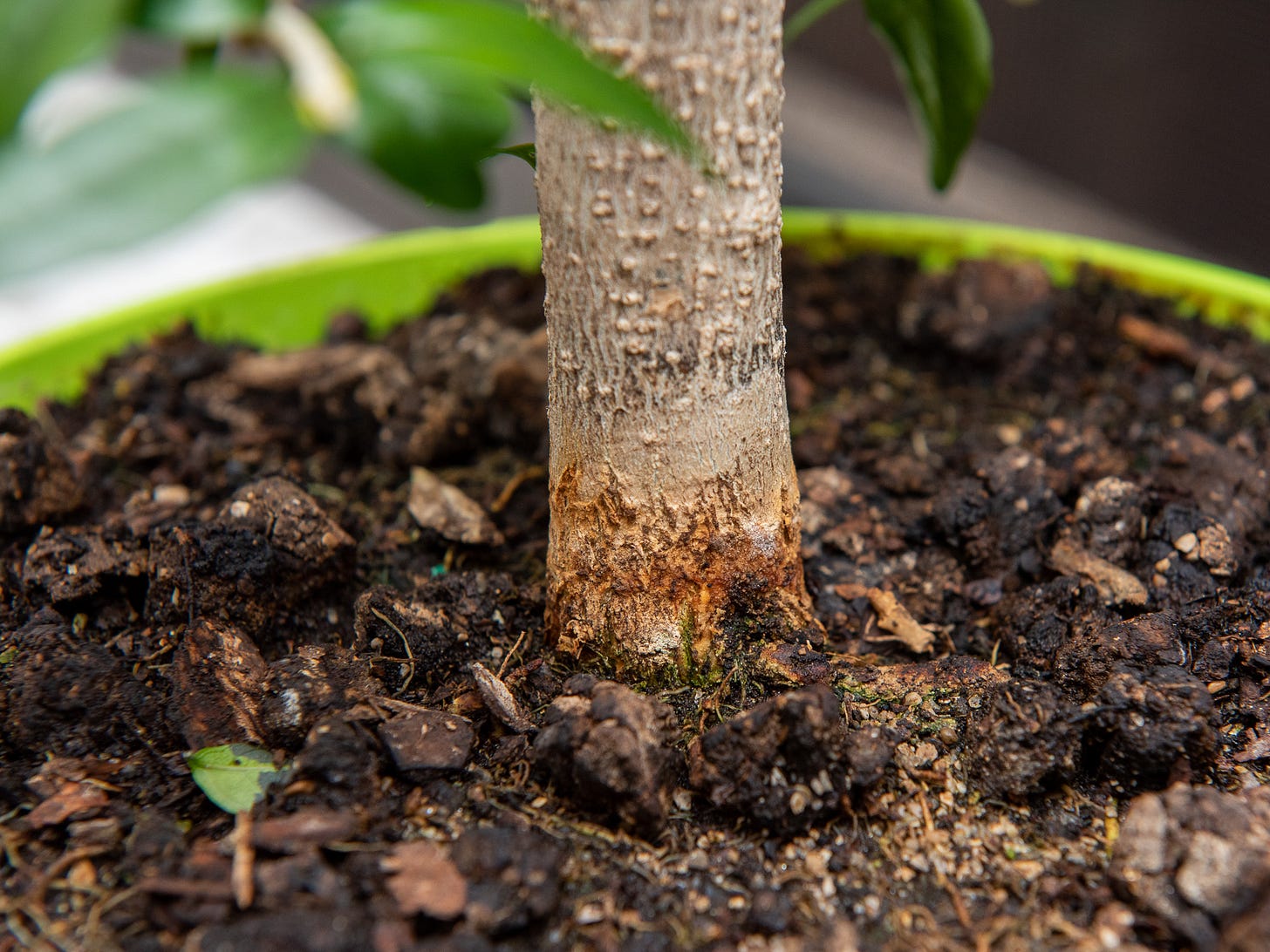 ID: Close up of the root base going into soil