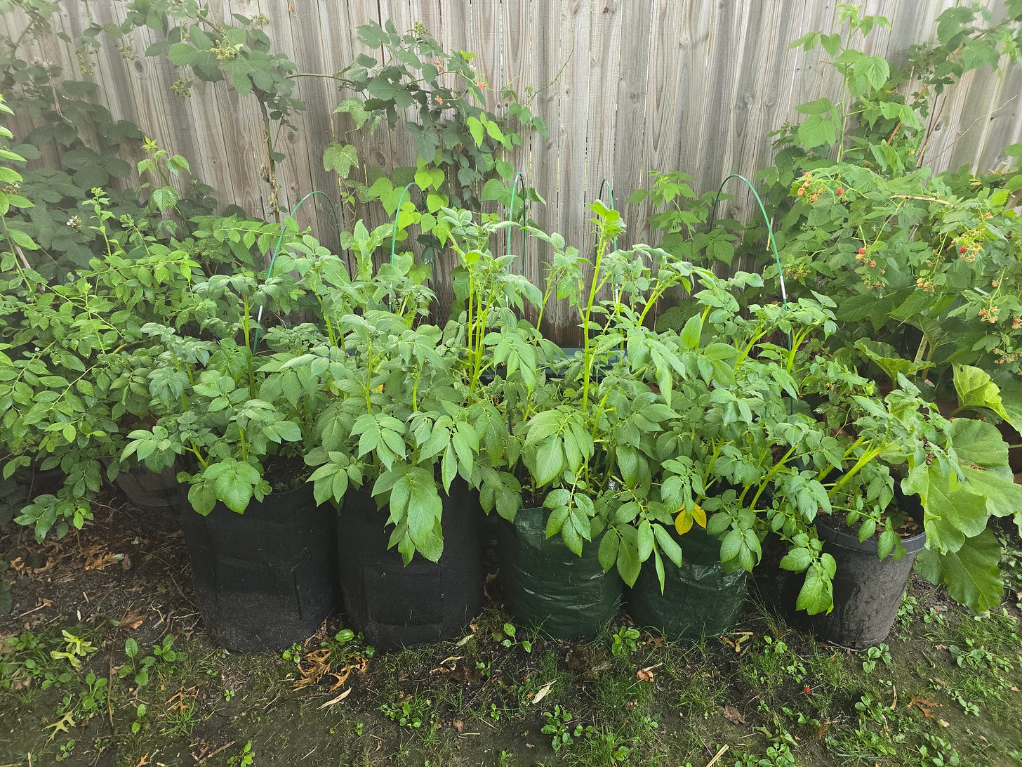 Four grow bags with HUGE potato plants obscure a raised bed.