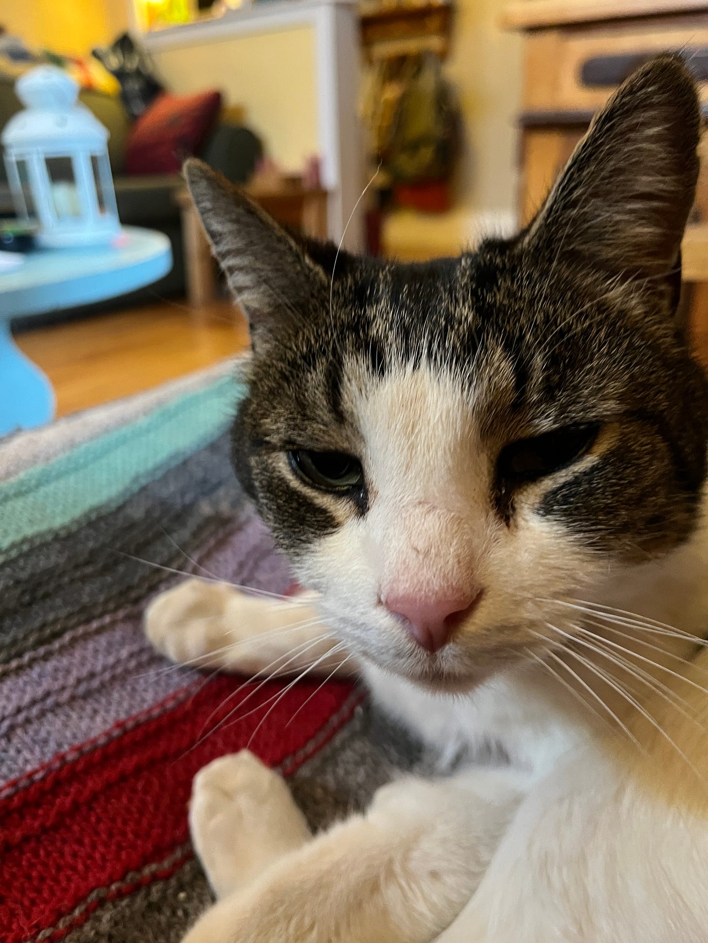 a photo of a very sleepy white and tabby cat, resting easy on a comfy chair in my living room. a photo of a very sleepy white and tabby cat, resting easy on a comfy chair in my living room.