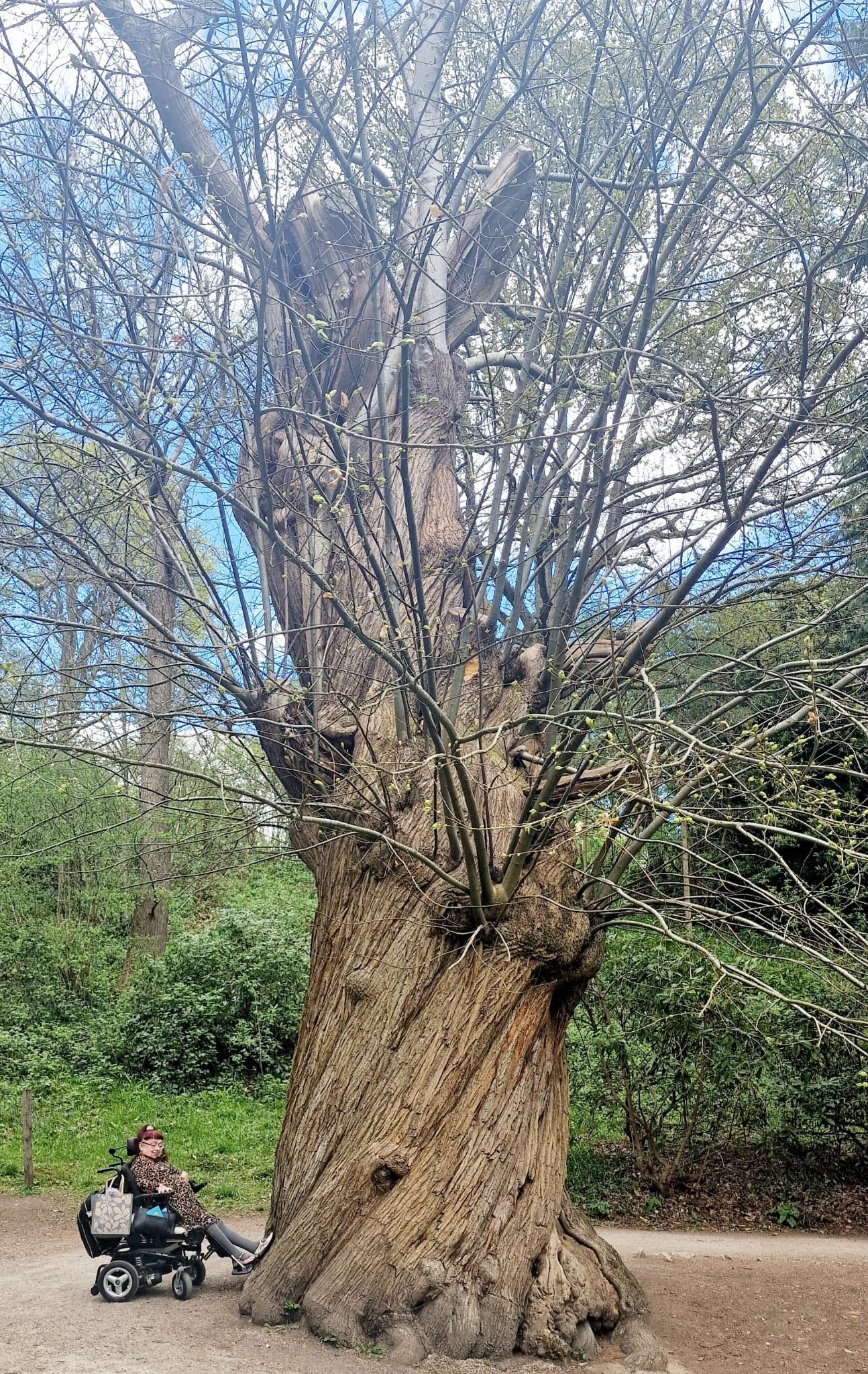 The image is one of Penny in her wheelchair. Showing her side-on, Penny has her feet lightly on a massive, twisted tree trunk in browns, greys and beiges, which, in the photo, is almost 10 feet wide. The tree has burls – large knobbly overgrowths – some of which have thin branches growing and some small budding light-green leaves. It is very tall, towering over Penny who is a tiny feature in the bottom left. Penny has red hair and is a white woman who wears glasses.