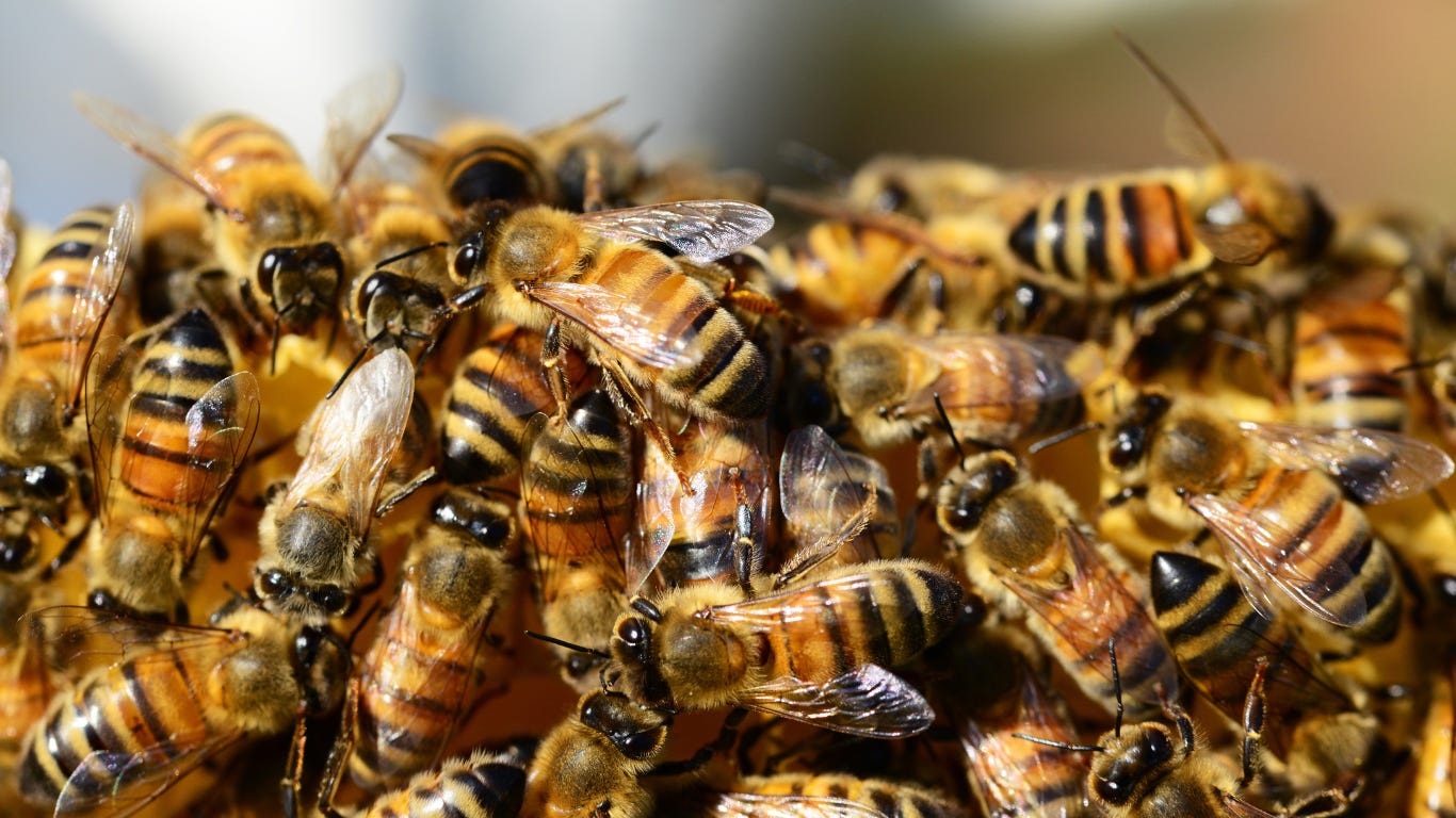 honey bees