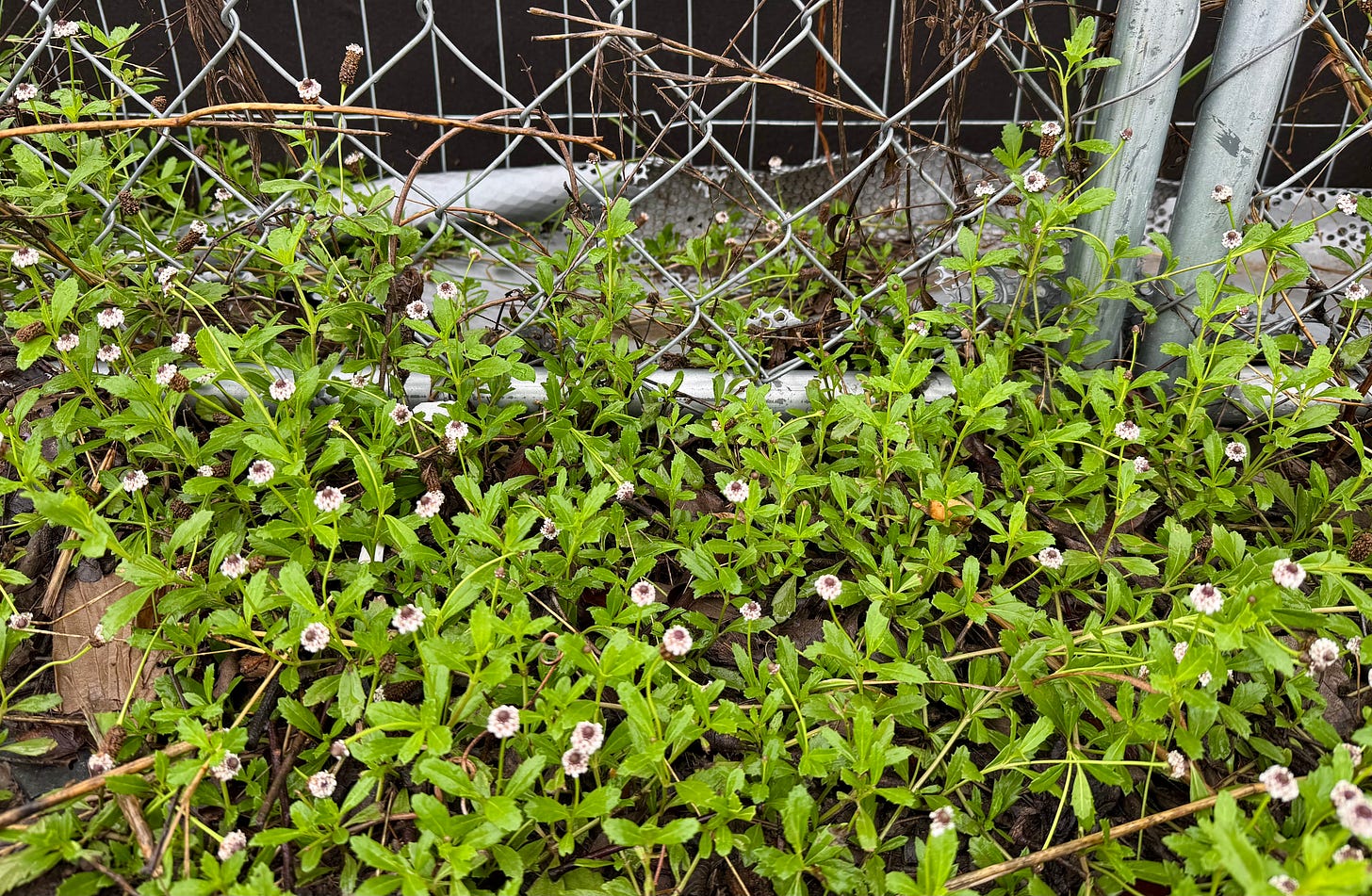 Frogfruit seemingly growing from chainlink