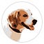 User's avatar