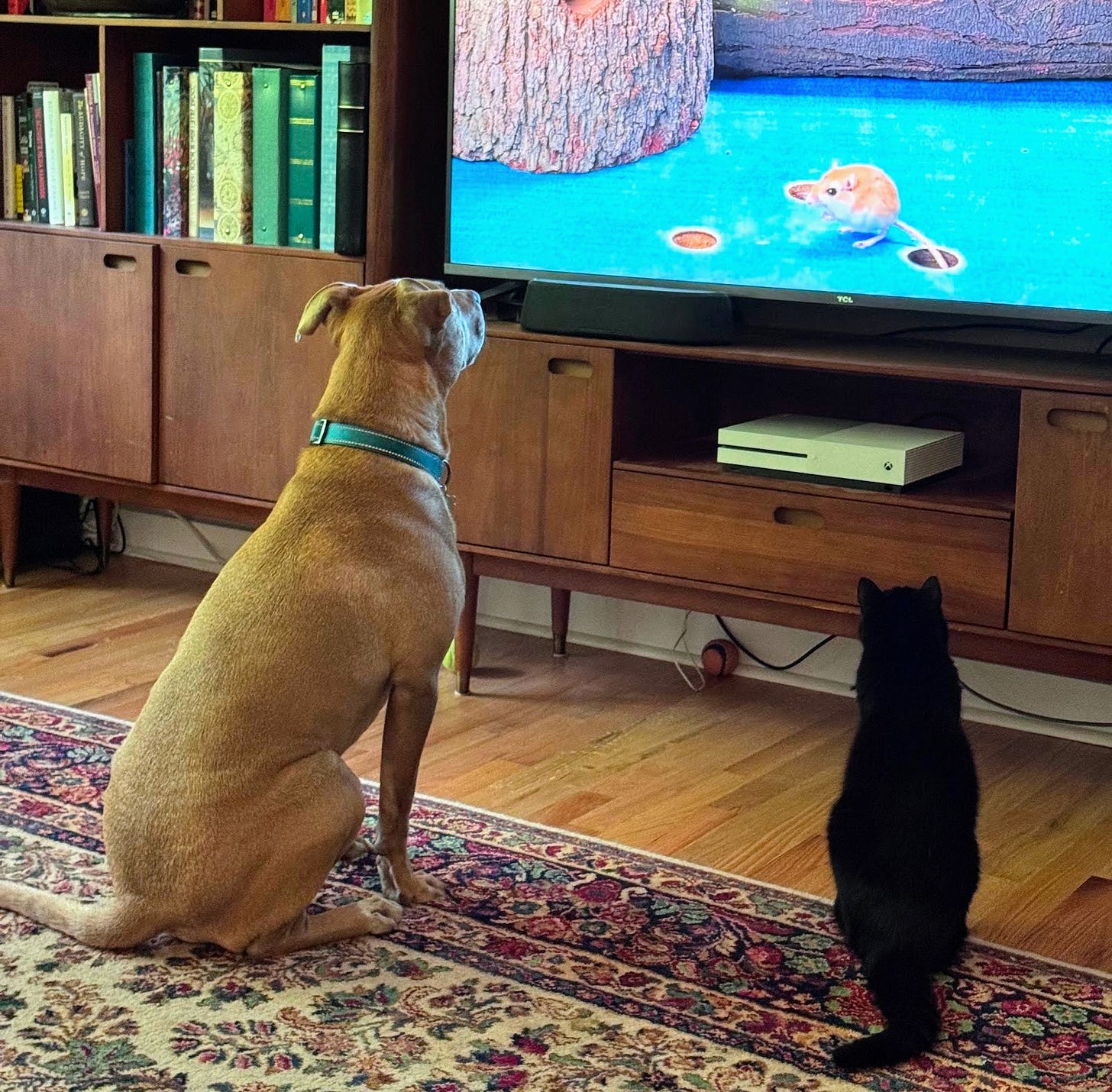 Abner & Ani watching rodent TV Abner & Ani watching rodent TV