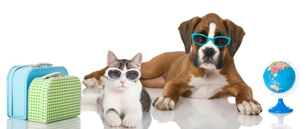 BoboCatDog