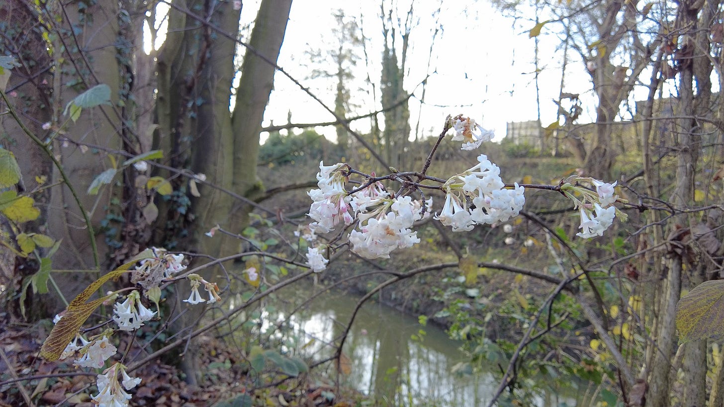 The River Rother lies below the Chesterfield Canal and blossom is on a shrub in the picture. The River Rother lies below the Chesterfield Canal and blossom is on a shrub in the picture.
