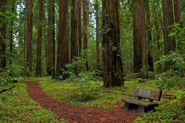 I want to go to Hendy Woods state park. NOW. I want to go to Hendy Woods state park. NOW.