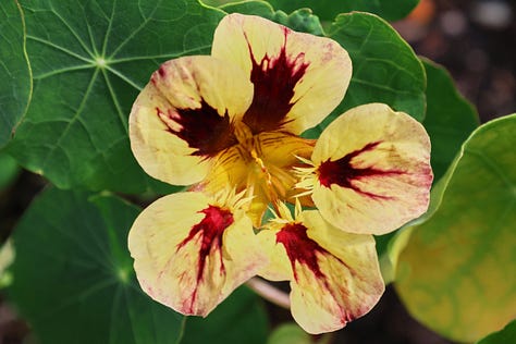 nasturtium flowers
