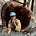 Canyon Hohenstein's avatar