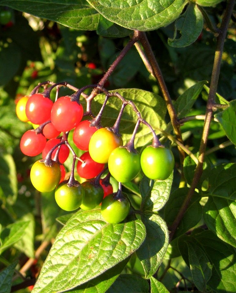 Woody Nightshade (solanum dulcamara), displaying leaves and fruits in  various stages of ripeness. - Free photos on creazilla.com