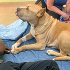 Faith and Fur: A New Pup vs. A New Believer in Christ Jesus