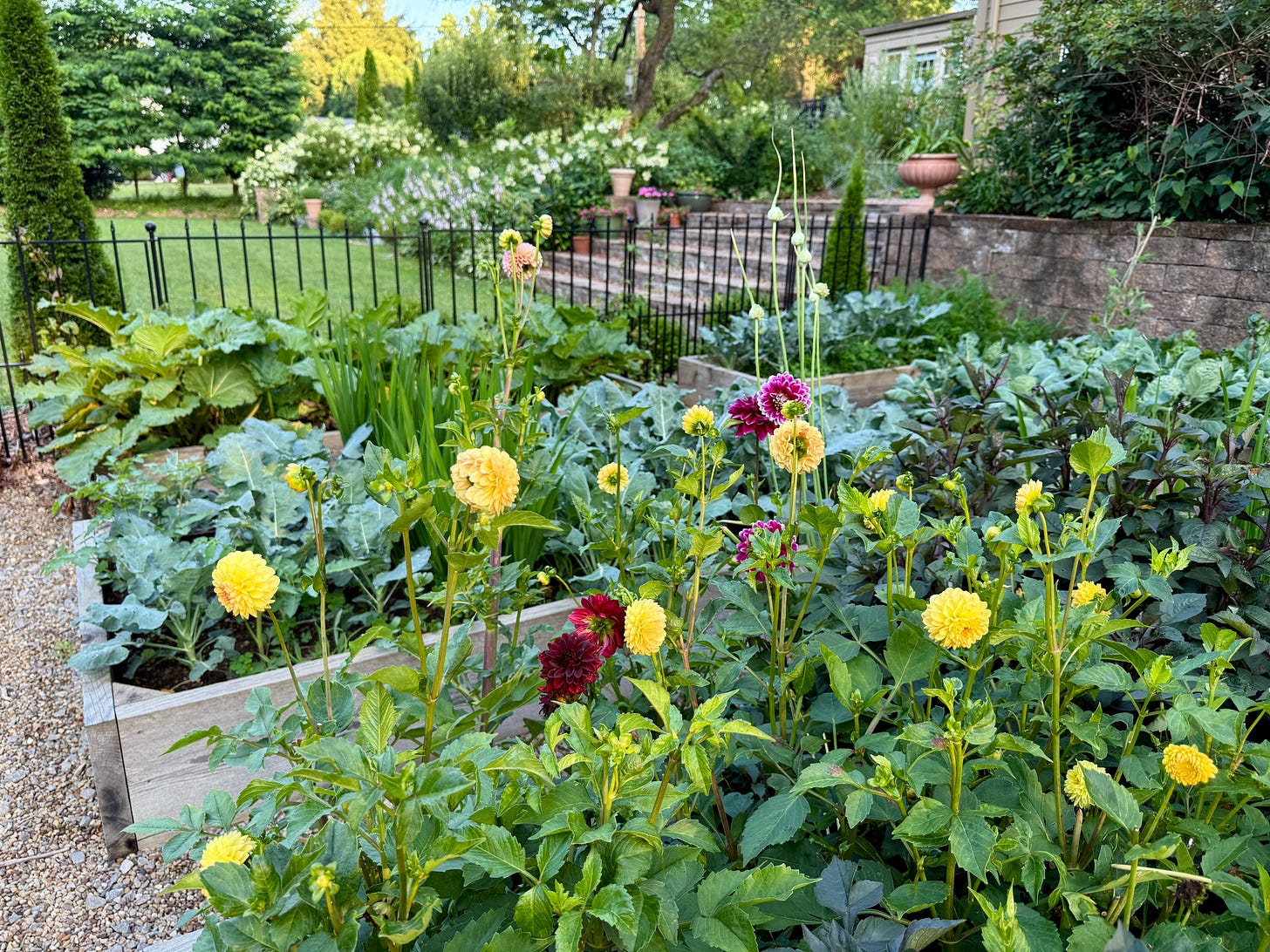 One of two Dahlia beds this year