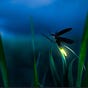 Your firefly's avatar