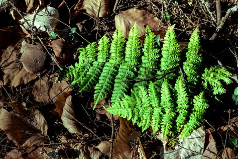 Early greens of spring