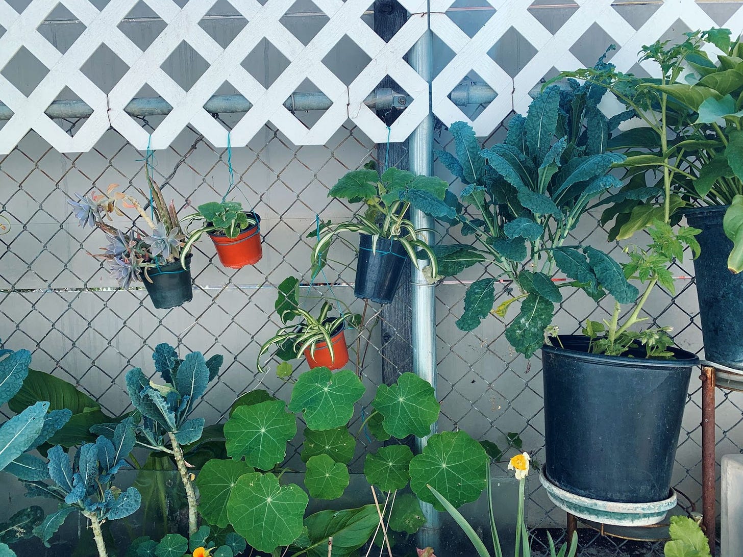 chainlink fence with many plants leaned up against it