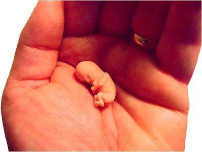 Genetic choreography of the developing human embryo