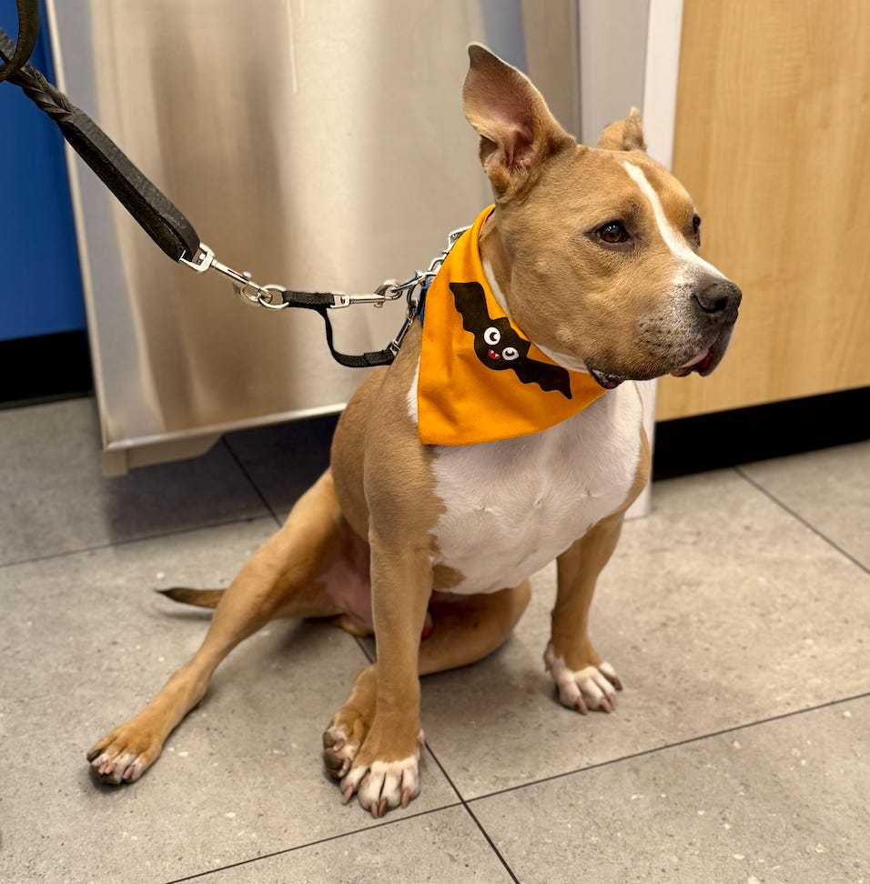 Elvis sitting on leash in a vet office wearing an orange and black bandana with a bat on it