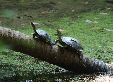From left, two turtles in identical poses on a log, large skink in the undergrowth, a black butterfly with pale blue spots of various size and a moth with a red and black striped body and orange and black wings shaped more like wasp than moth wings