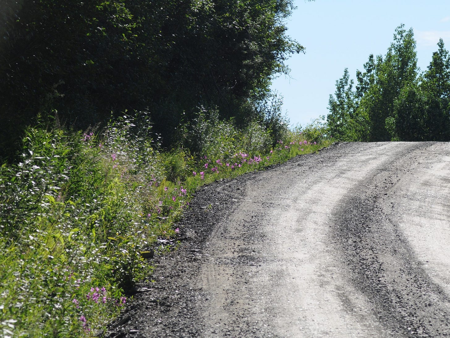 A logging road in Alaska, edged by wild vegetation: grasses, weeds, flowers, and trees; a small, dark shadowed area the only indication of a trail leading into the trees