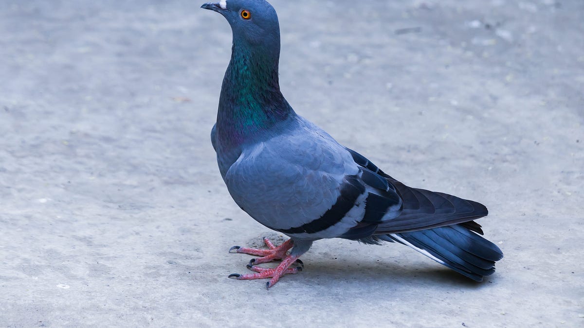 Cleaning up Swindon: probably better to leave the pigeons and tackle less endearing problems first