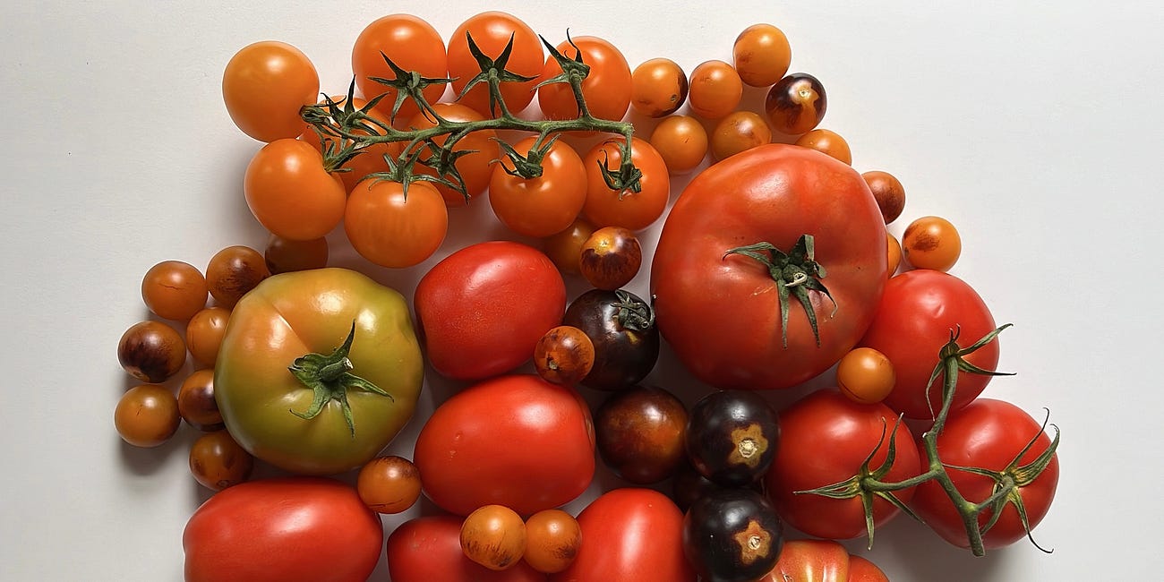 Introducing: Tomato Week