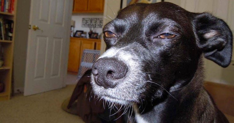 Rap Song About Being A Dog, Filmed By Dogs, Edited By Dogs – Sick Chirpse