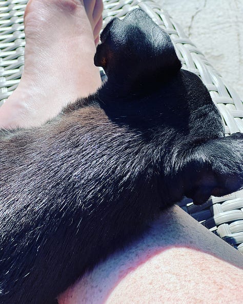 A Small Dog Named Paco