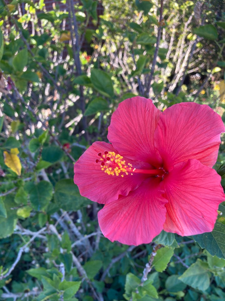 Flowering plants in the Florida-Friendly Landscaping Demonstration Garden that include pink hibiscus, yellow beach sunflower, lavender tea bush, and yellow goldenrod.